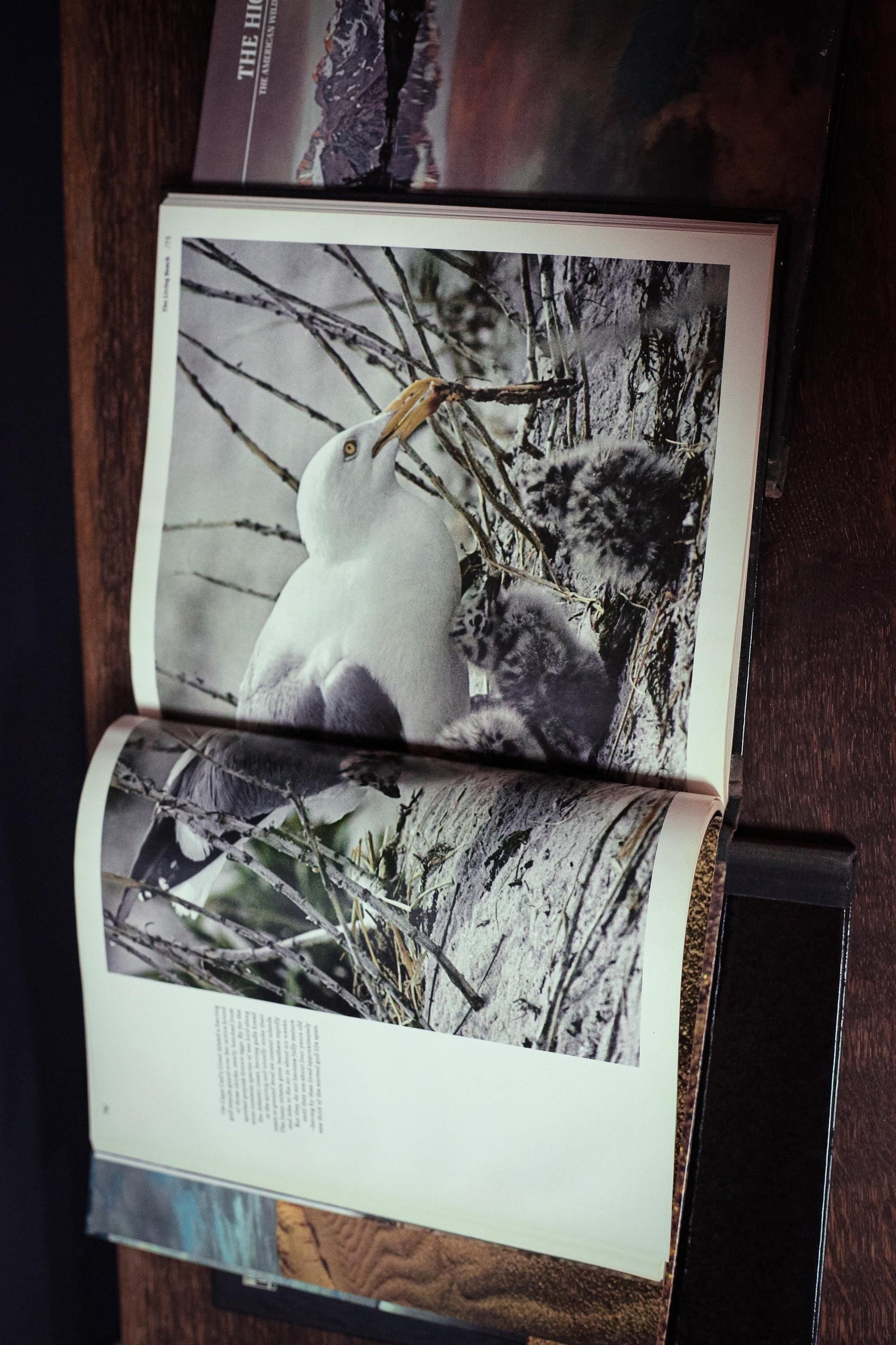 American Wilderness Time Life Library *Select from dropdown* - Vintage Book Ships Media Mail