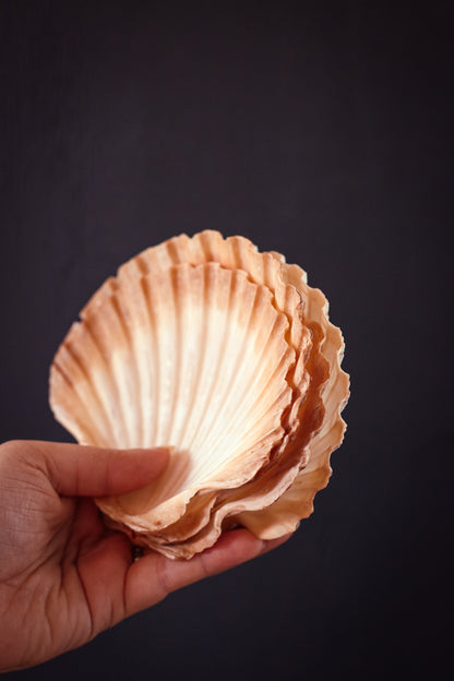 Set of 8 Nesting Shells - Vintage Shell Collector
