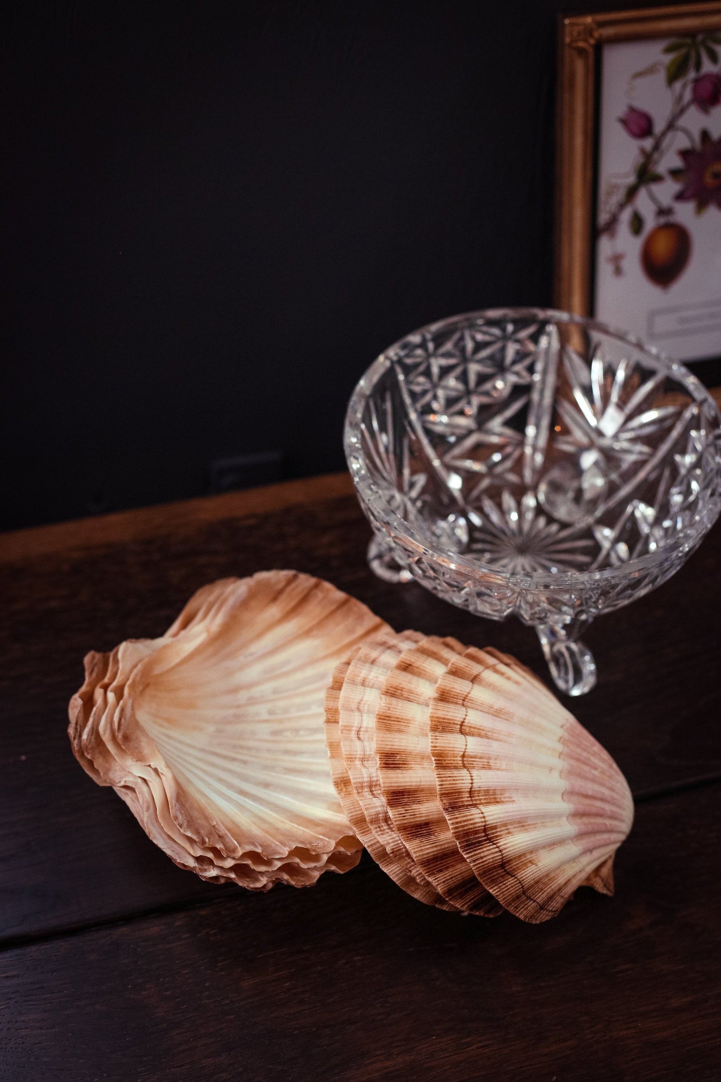 Set of 8 Nesting Shells - Vintage Shell Collector